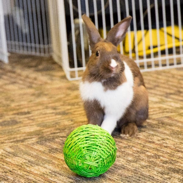 Colorful All - Natural Bell Ball Toy for Small Rodent and Lagomorph Pets