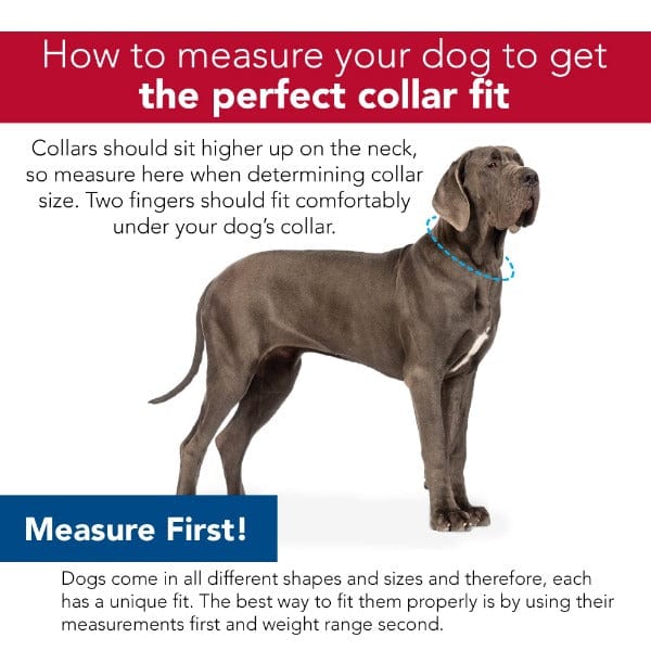 Sublime Durable Adjustable Dog Collar with Unique Patterns