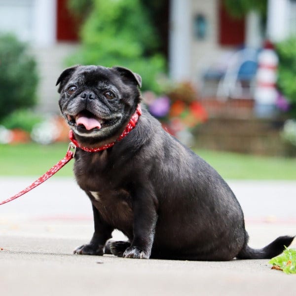 Stylish Dog Walking Leash with Colorful and Fade-Resistant Patterns