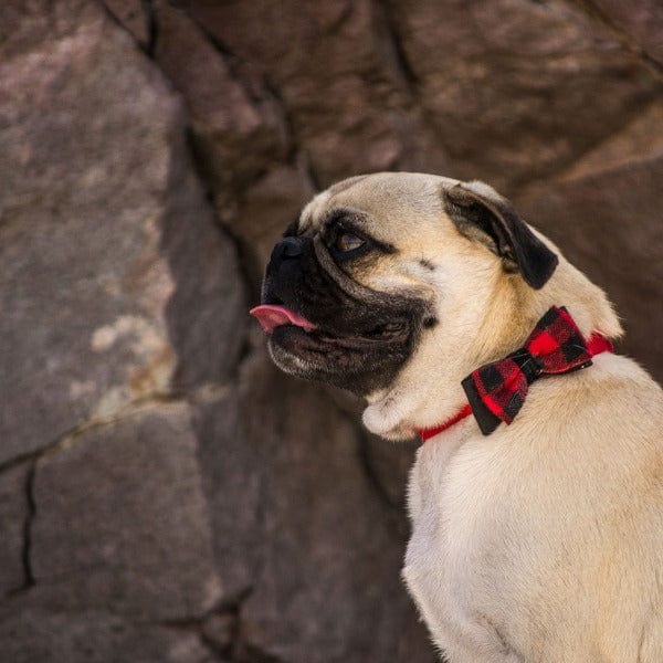 Coastal Fashionable Microfiber Dog Collar with Stylish Embellishments