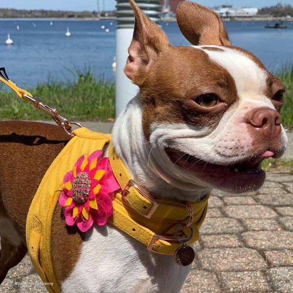 Coastal Fashionable Microfiber Dog Collar with Stylish Embellishments