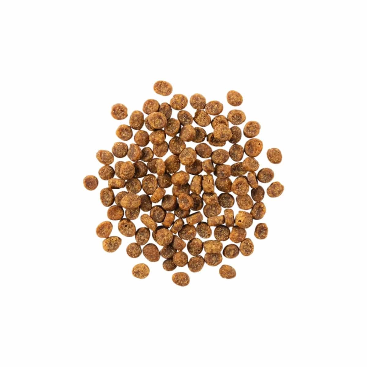 Go! Solutions Grain-Free 6lb Dry Cat Food with Single-Source Salmon for Sensitive Cats