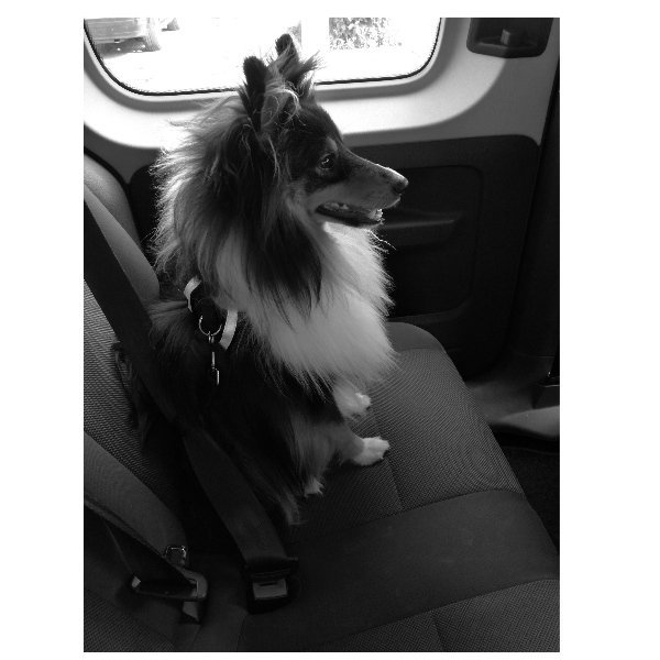 M-PETS Secura High - Quality Safety Dog Car and Walking Harness