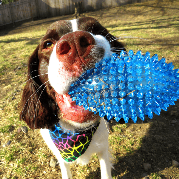 Gnawsome Interactive Squeaking Football Toy for Medium and Large Dogs