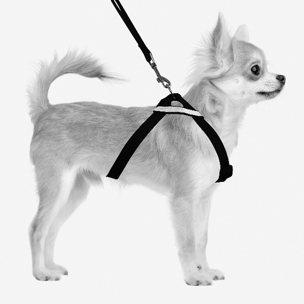 M-PETS Secura High - Quality Safety Dog Car and Walking Harness