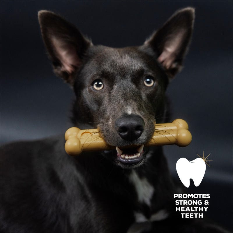 Delicious TastyBone Nylon Dog Chew Bone with Peanut Butter Flavour