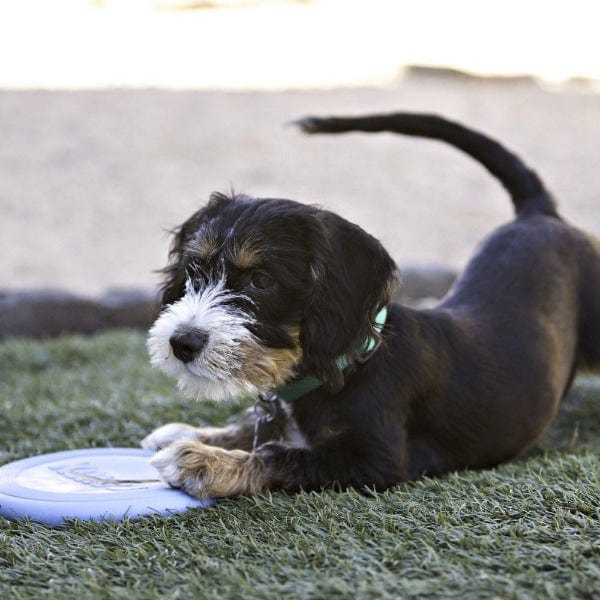 KONG Puppy Fetch Flyer Dog Toy - Ideal for Young Puppies Learning to Play Fetch
