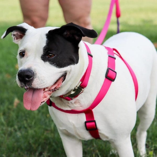 Adjustable Comfortable Nylon Wrap Dog Harness with Dual D - rings