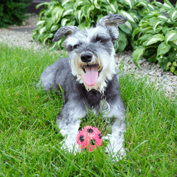 Gnawsome Small Interactive Squeaking and Flashing Light Soccer Ball Toy for Canines