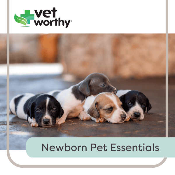 Veterinary-Worthy Pet Nursing Kit for Orphaned or Newborn Animals