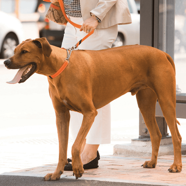 Rogz High - Quality Utility Control Chain Dog Collar for Effective Training and Behaviour Correction