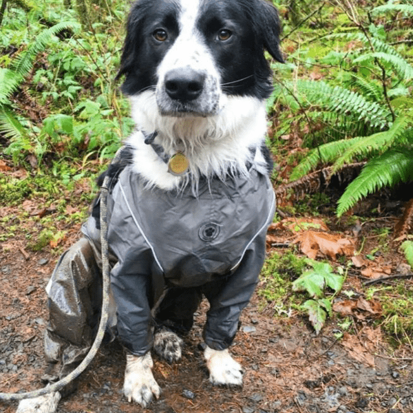 FouFouDog Waterproof Adjustable Bodyguard Pants for Dogs