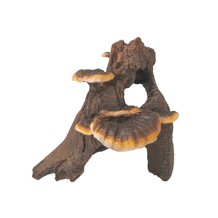 Natural - Looking Fish Gear Root Cluster with Mushrooms for Aquariums and Terrariums