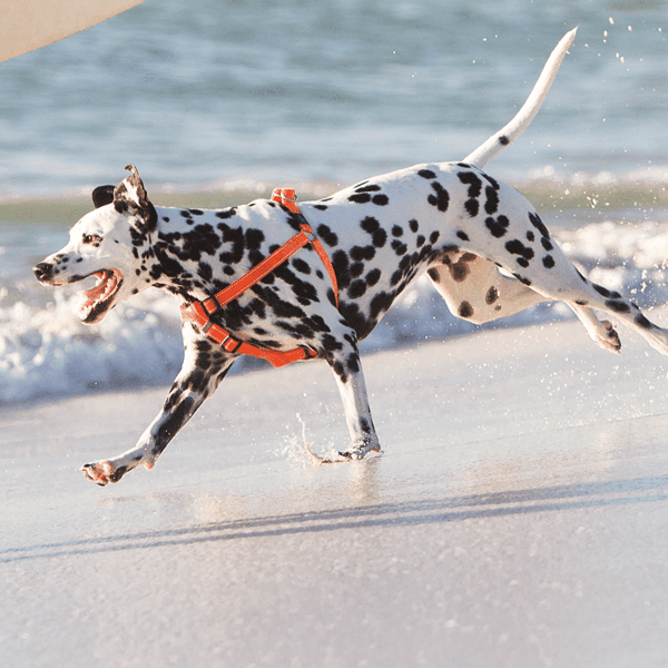 Rogz High - Performance Step - In Utility Dog Harness for Easy and Safe Walks