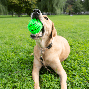 Gnawsome Medium-Sized Squeaky & Glowing Basketball for Dogs
