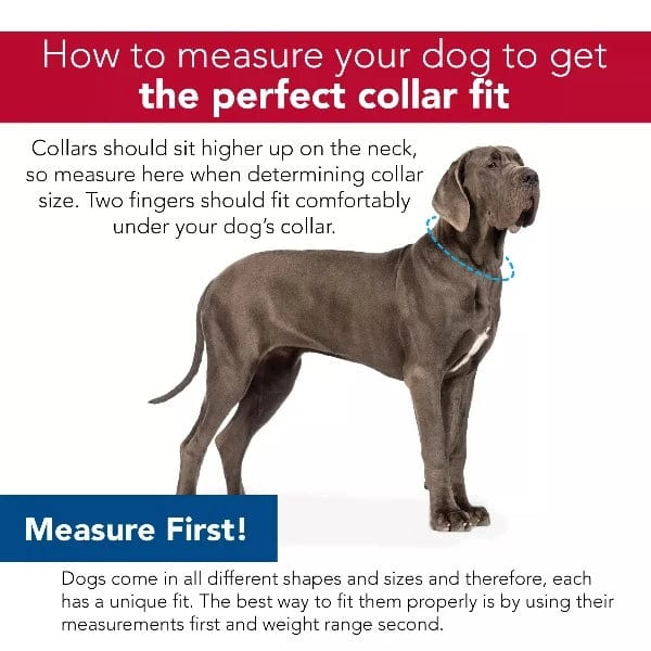 Coastal Fashionable Microfiber Dog Collar with Stylish Embellishments