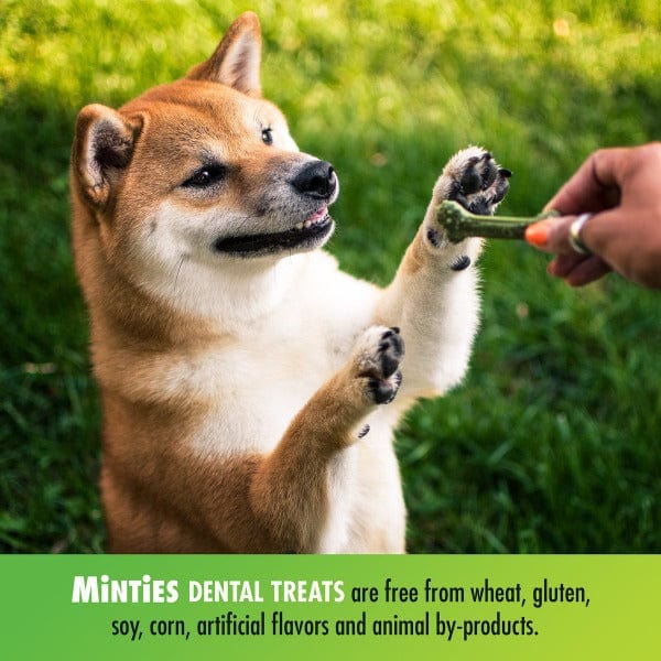 VetIQ Minties Small-Sized Dental Bones: Ideal Dog Chews for Oral Health
