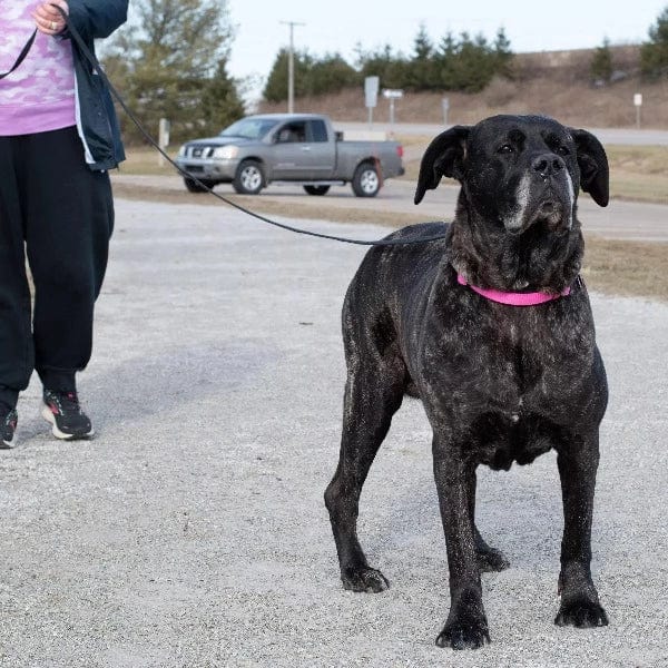 High - Quality Train Right! 100% Cotton Web Dog Training Leash for Effective Dog Training