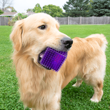 Gnawsome Interactive Spiky Squeaking Cube Dog Chew Toy