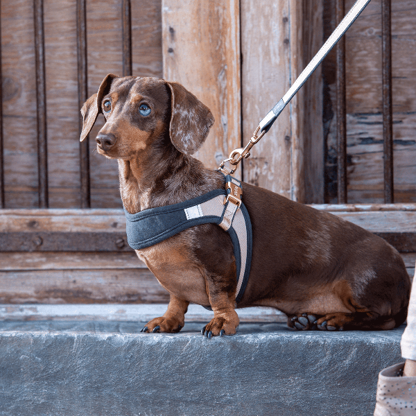 Rogz Adjustable Fast - Fit Urban Dog Harness for Small Dogs