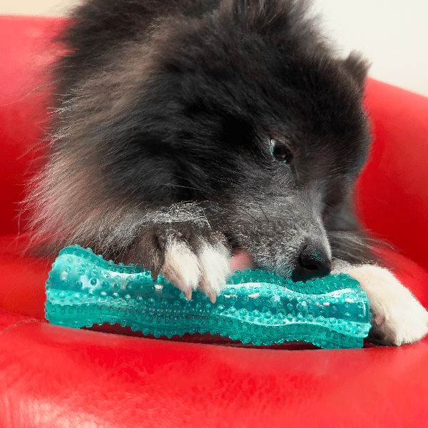 KONG Squeezz Dental Stick - Ideal Dog Toy for Light to Moderate Chewers