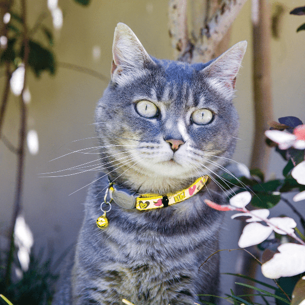 Rogz Reflective Kiddy Cat Safety Release Collar for Enhanced Nighttime Visibility and Safety