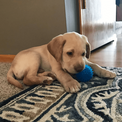 Gnawsome Small Interactive Squeaking and Flashing Light Ball for Canine Play