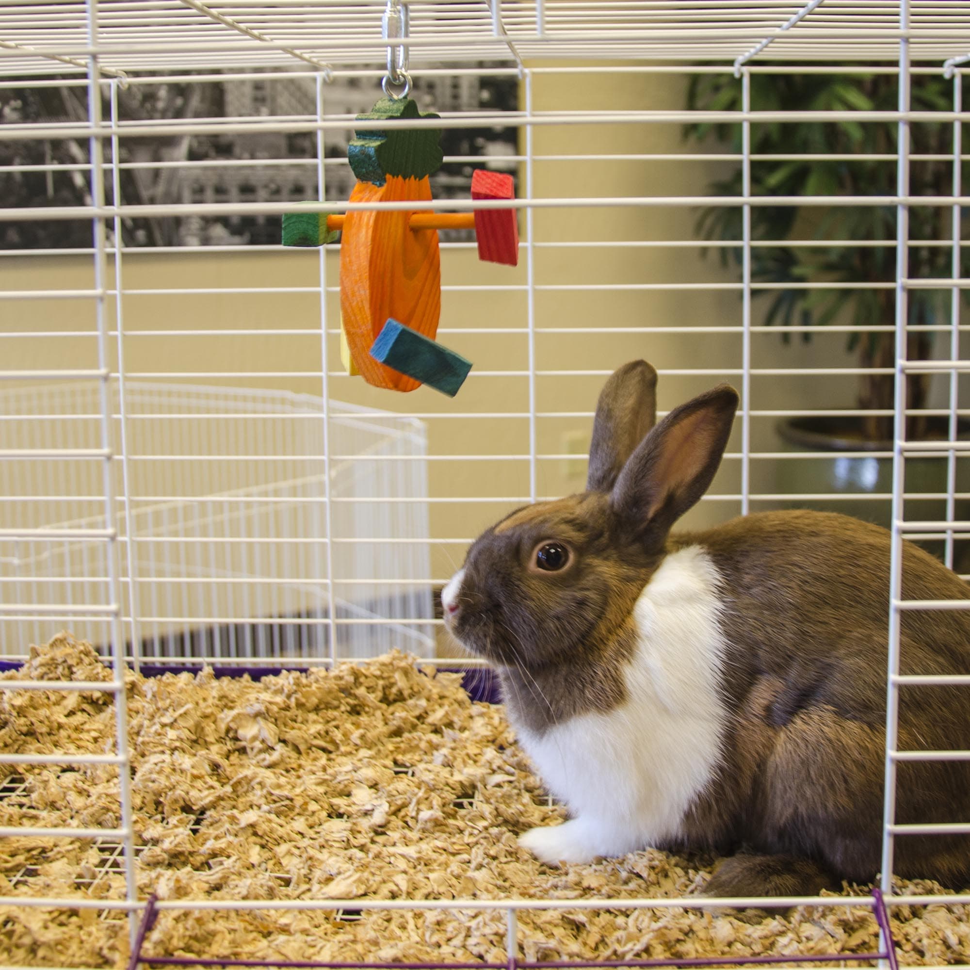 Wild and Crazy Carrot-Shaped All-Natural Pine Toy for Small Pets