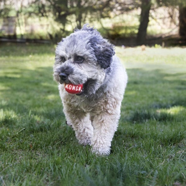 KONG Signature Two-Pack Fetching Ball Dog Toy Set for Endless Play