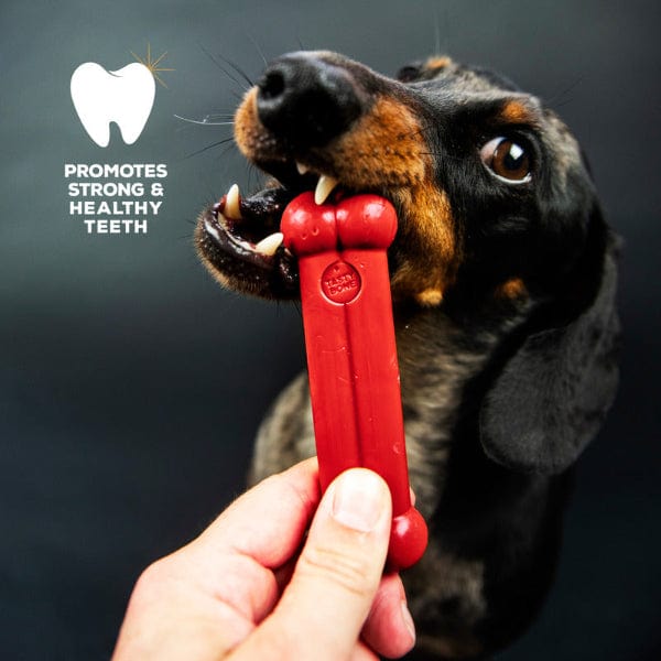Delicious TastyBone Nylon Chew Bone with Beef Flavour for Dogs of All Sizes