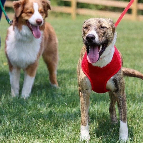 Comfortable and Soft Adjustable Mesh Dog Walking Harness