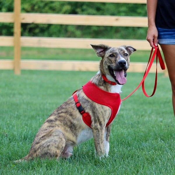 Comfortable and Soft Adjustable Mesh Dog Walking Harness