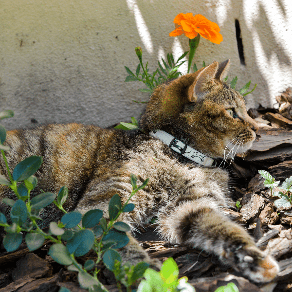 Rogz Glow-in-the-Dark Cat Collar with Break-Away Safety Buckle