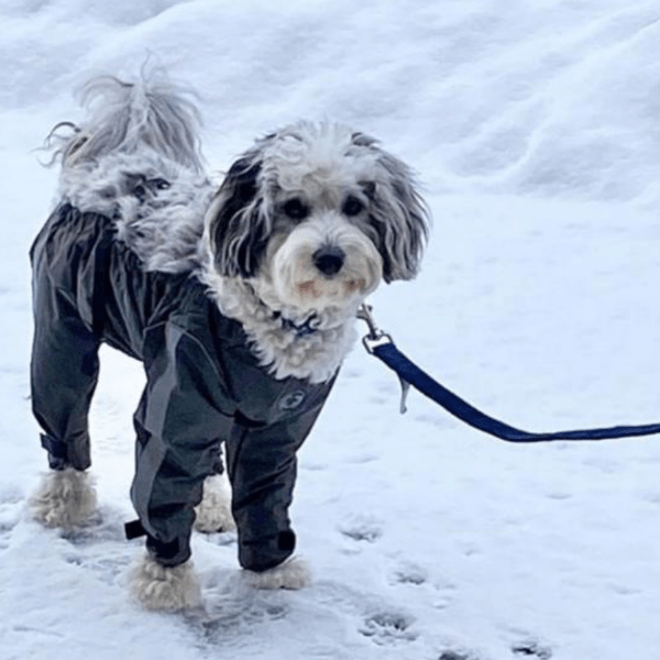 FouFouDog Waterproof Adjustable Bodyguard Pants for Dogs