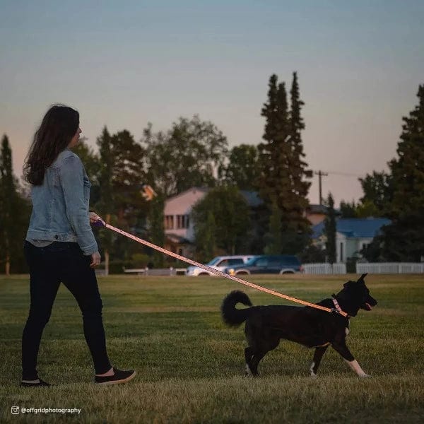 Highly Visible Lazer Brite Reflective Open-Style Dog Walking Leash