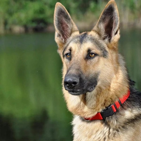 Stylish Coastal Adjustable Nylon Dog Collar with Comfortable Plastic Buckle