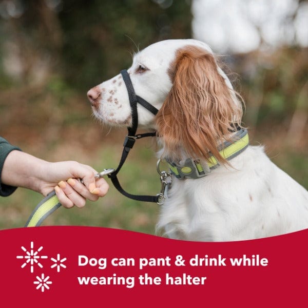 Walk 'n Train Dog Head Halter - A Fun and Effective No - Pull Solution for Dogs