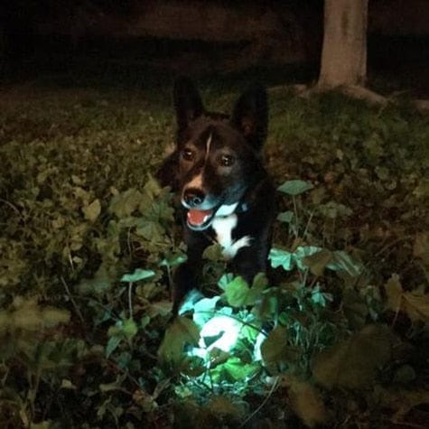 Chuckit! Medium-sized Max Glow Durable Rubber Ball for Dogs