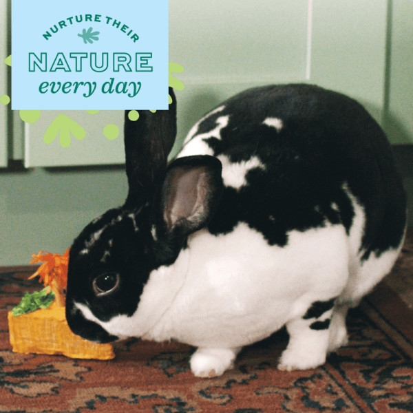 Oxbow Enriched Life Pet Celebration Cake - A Delightful Treat for Your Furry Friends