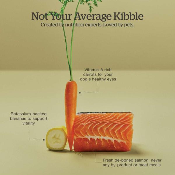 Now Fresh Premium Adult Dry Dog Food with Good Gravy Salmon Recipe