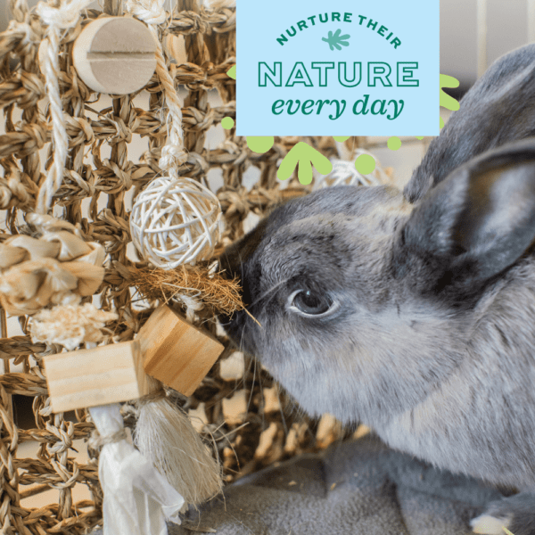 Oxbow Enriched Life Play Wall - An Ideal Enrichment Toy for Small Pets