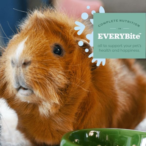 Oxbow Premium Senior Guinea Pig Nutrition Food