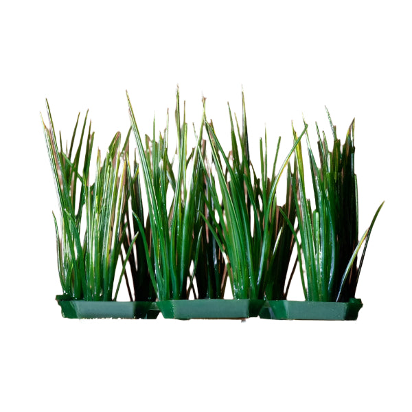 Penn Plax Various Styles of Foreground Plastic Aquarium Plants