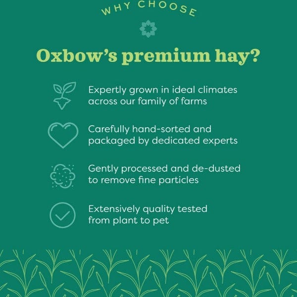 Oxbow Premium Alfalfa Hay for Small Pets, High in Fiber and Protein