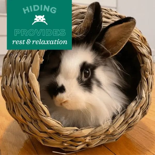 Oxbow Timothy Club - Hand - Woven Timothy Hay Hideout for Small Pets
