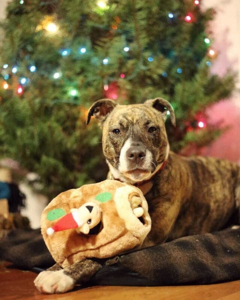 Outward Hound's Festive Holiday Edition Hide-a-Squirrel Interactive Plush Dog Puzzle Toy
