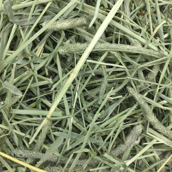 Oxbow Premium All-Natural Western Timothy Hay for Small Pets
