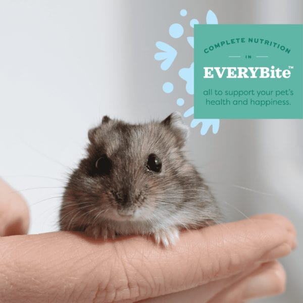 Oxbow Premium Hamster and Gerbil Food Essentials for a Healthy Pet Lifestyle