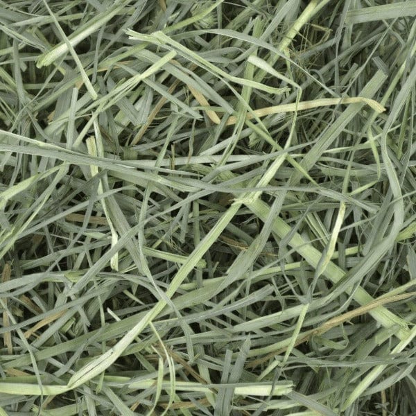 Oxbow Premium Orchard Grass Hay for Small Pets