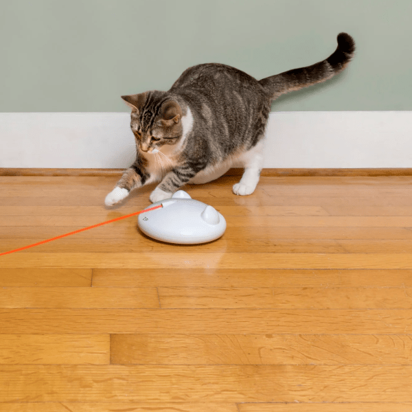 PetSafe Automatic Spinning and Whirling Zip Laser Light Toy for Cats